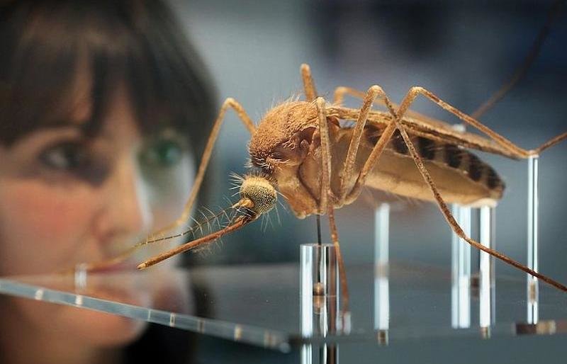 В Сочи началась компания борьбы с комарами