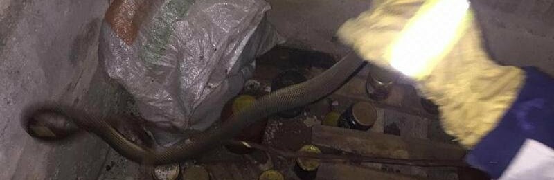 В Краснодарском крае в доме семьи-инвалидов спасатели поймали змей