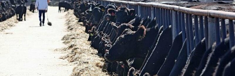 В Краснодарском крае на поддержку животноводства выделено около 300 млн рублей
