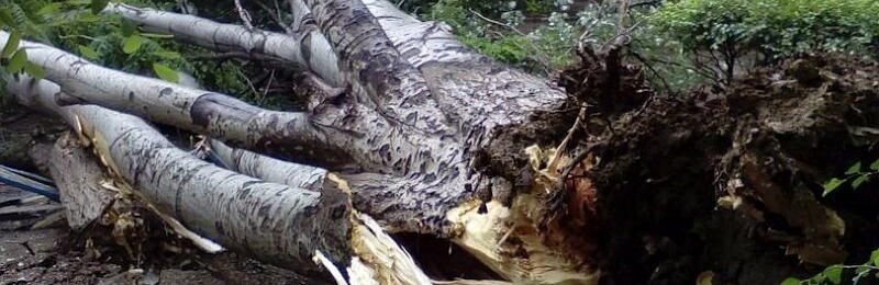 В Краснодарском крае на туриста упало дерево. Он госпитализирован