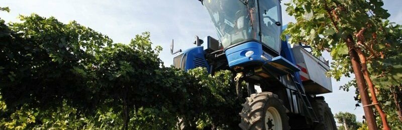 В Краснодарском крае собрано примерно 170 тысяч тонн винограда