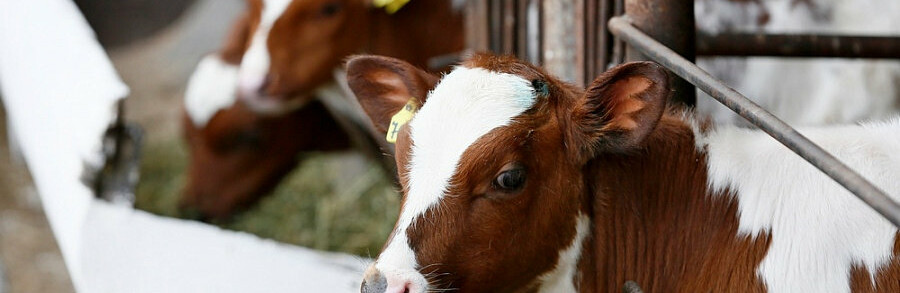 В Краснодарском крае фермерам компенсируют до 70% затрат на покупку скота