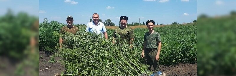 Полицейские и казаки сожгли более 250 кустов конопли