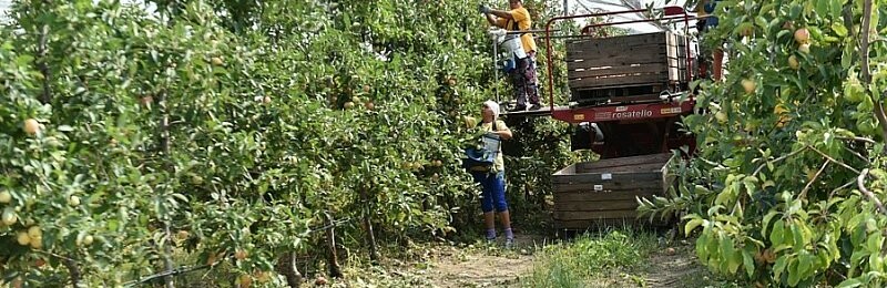 С начала года собрано более 8,8 тысячи тонн фруктов и ягод